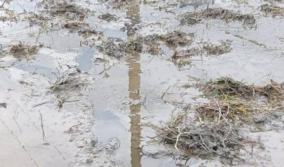 আমনের বীজতলা কাঁদায় মিশিয়ে দেওয়ায় থানায় অভিযোগ