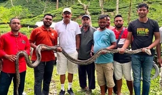কমলগঞ্জে বিশালাকৃতির অজগর উদ্ধার, বন্যপ্রাণী বিভাগে হস্তান্তর