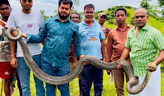 শ্রীমঙ্গলে ১৬ ফুট লম্বা ও ৩০ কেজি ওজনের অজগর উদ্ধার