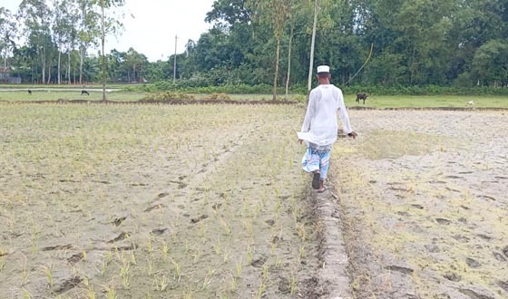 বিষ ও লবণ প্রয়োগে আমন ক্ষেত পুড়িয়ে দেওয়ার অভিযোগ