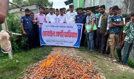 মৎস্য অধিদপ্তরের অভিযানে পুশকৃত চিংড়ি বিনষ্ট, জরিমানা আদায়