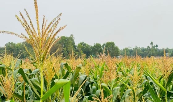 শ্রীমঙ্গলে পতিত জমিতে ভুট্টা চাষে সাফল্য