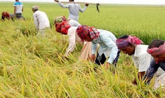 তানোরে আউশ চাষ করে দিশেহারা কৃষকরা, নীরব দুর্ভিক্ষের শঙ্কা