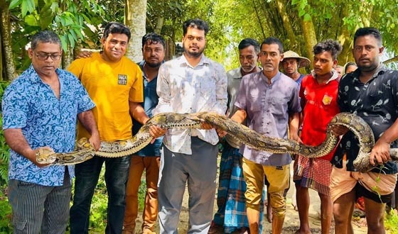 শ্রীমঙ্গলে এক মাসে সাপসহ ২৭ বন্যপ্রাণী উদ্ধার