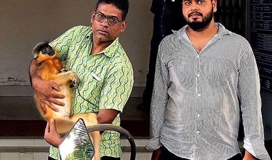 শ্রীমঙ্গলে বৈদ্যুতিক তারে শক লেগে সোনালী হনুমানের মৃত্যু