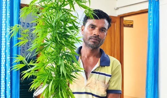 মাছ চাষের আড়ালে গাঁজা চাষ, কয়রায় গাছসহ আটক ১