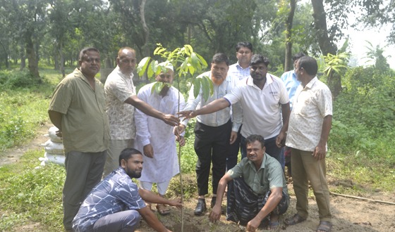কাহারোলে কান্তা ফার্মে গাছের চারা রোপন