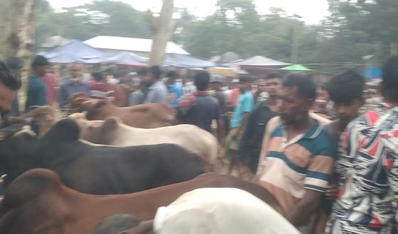 বাজিতপুর ও নিকলীতে গরুর বাজার জমজমাট