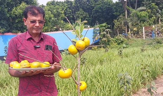 জাপানের জাতীয় ফল পার্সিমন চাষে স্বপ্ন দেখছেন কালীগঞ্জের স্বপন