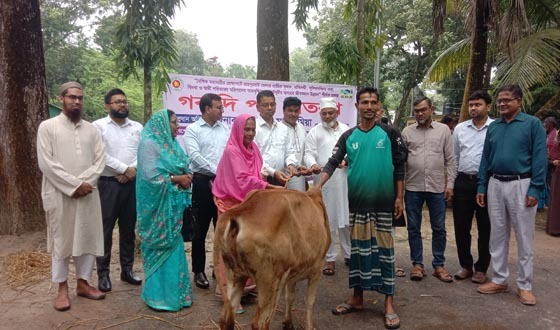 ক্ষেতলালে অসহায় নারীদের মাঝে ৮৪টি বোকনা গরু বিতরণ