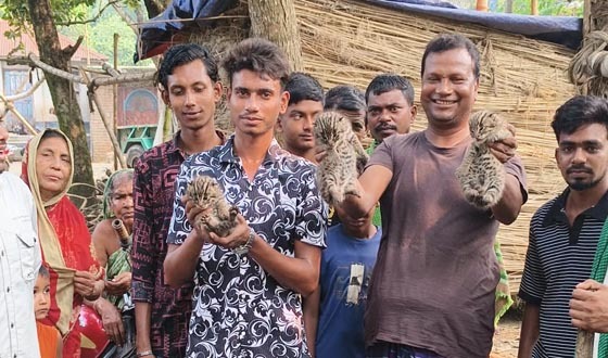 মেহেরপুরে তিনটি মেছো বিড়াল উদ্ধার