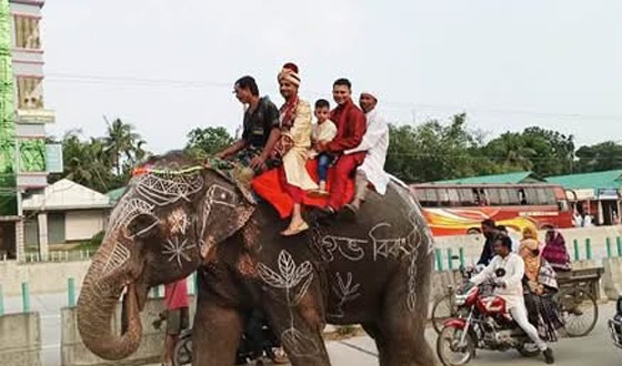 মা-বাবার শখ পূরণে হাতির পিঠে বরযাত্রা
