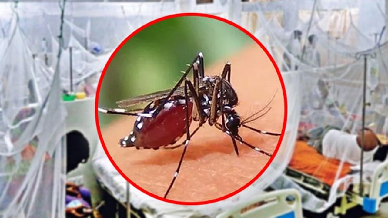 ডেঙ্গুতে একদিনে আরও ৪ মৃত্যু