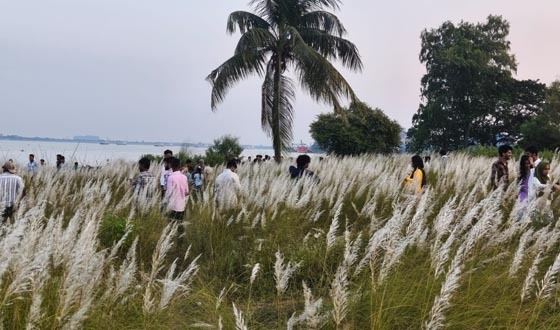 সোনারগাঁয়ে মেঘনার চরে শরতের শুভ্রতা, কাশফুল দেখতে মানুষের ভিড়