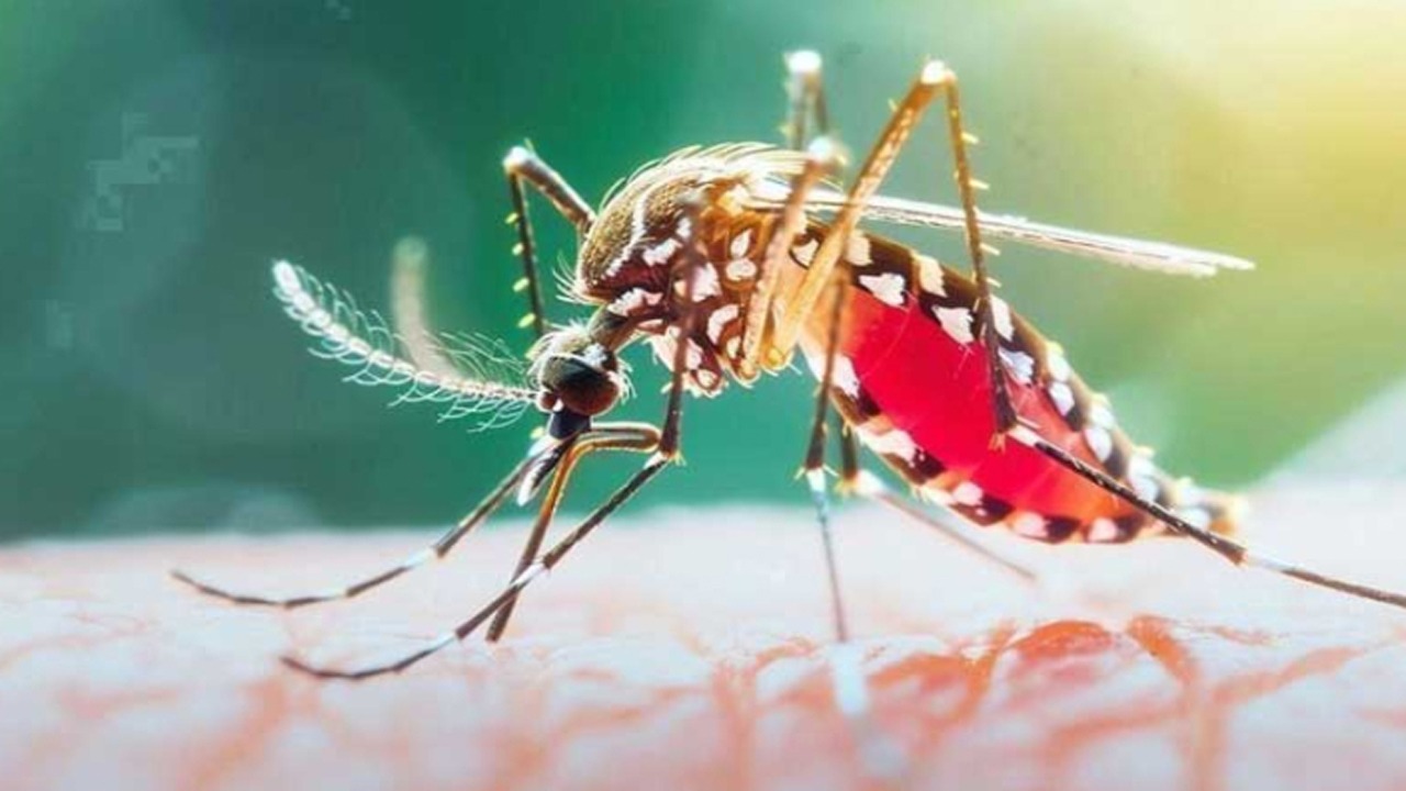 ডেঙ্গুতে আরও ৪ জনের মৃত্যু, হাসপাতালে ভর্তি ১১৮১