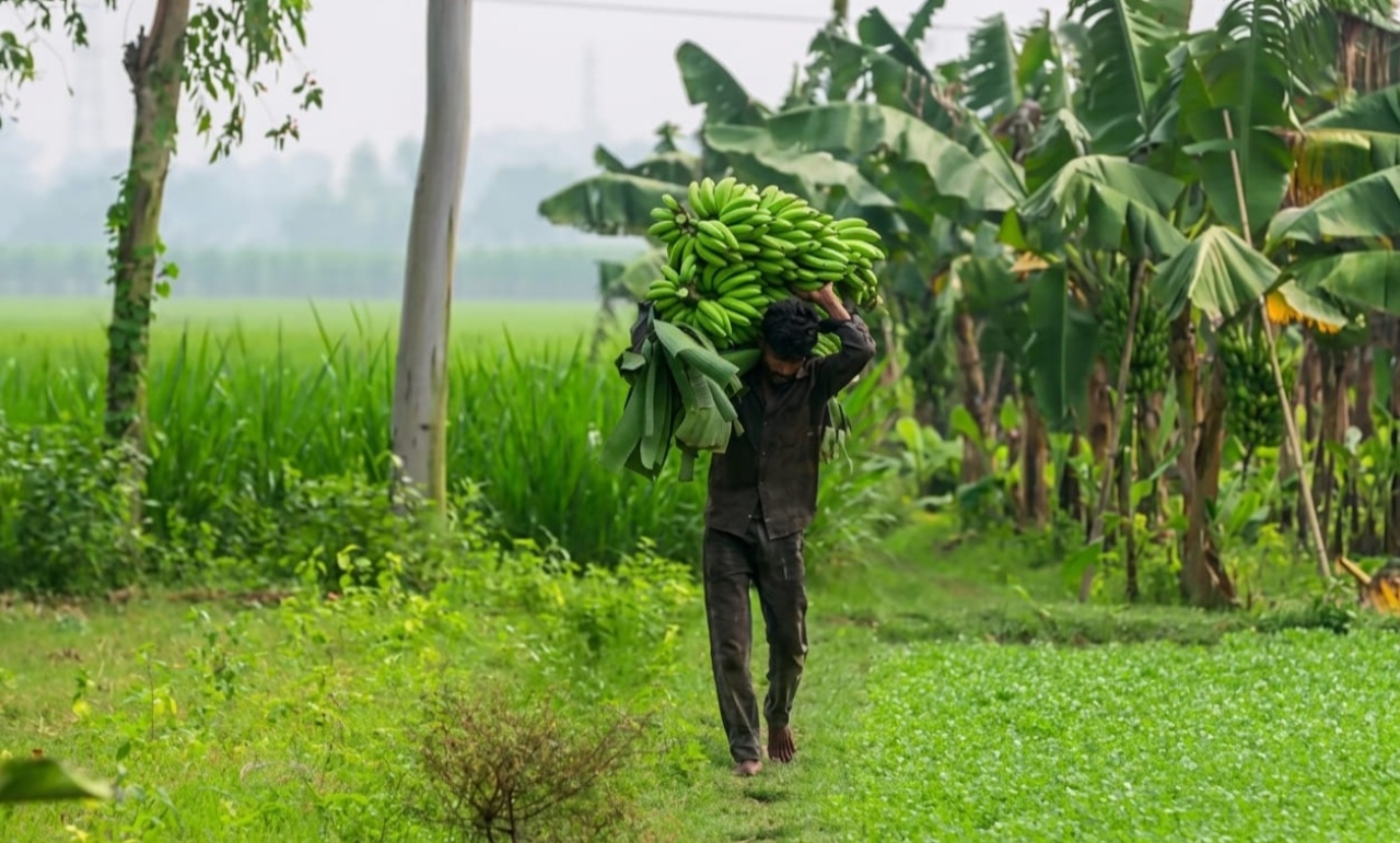 গাইবান্ধায় কার্বাইড দিয়ে পাকানো কলায় সয়লাব বাজার, বাড়ছে স্বাস্থ্য ঝুঁকি