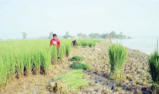 তিস্তাপাড়ের কান্না, কাঁচা আমন ধানেরগাছ যাচ্ছে গরুর পেটে, সর্বস্ব হারিয়ে দিশাহারা কৃষকেরা