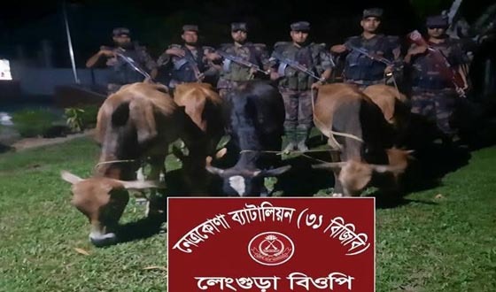 কলমাকান্দা সীমান্তে ভারতীয় ৫টি গরু জব্দ