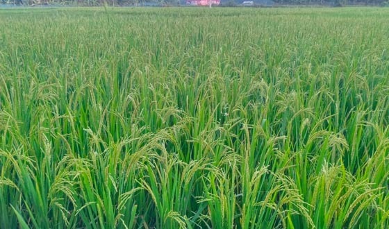 কলাপাড়ায় আমনের বাম্পার ফলন পাওয়ার উজ্জল সম্ভাবনা