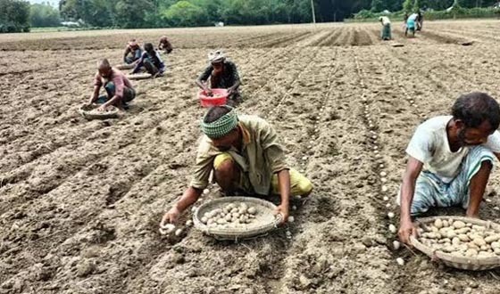 কাহারোলে লোকসান পুষিয়ে নিতে আগাম আলু চাষে ঝুঁকেছেন কৃষকেরা