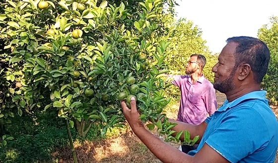 কমলা চাষে সফল অবসরপ্রাপ্ত সেনা সদস্য