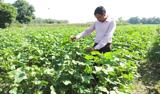 শ্রীমঙ্গলে তুলা চাষে নতুন সম্ভাবনা, ফুল ফুটেছে তাপশ কুর্মির ক্ষেতে
