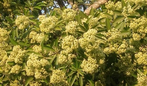 ব্ল্যাকবোর্ড ফ্লাওয়ার: ছাতিম ফুলের হেমন্তের আগমনী বার্তা