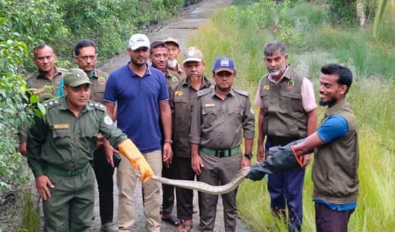 সুন্দরবনের ১০ ফুট লম্বা অজগর সাপ লোকালয়ে, উদ্ধারের পর বনেই অবমুক্ত