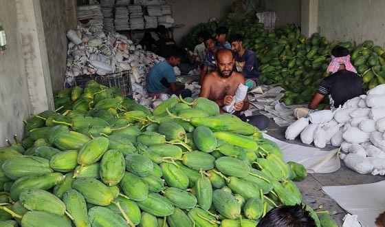 কলারোয়ায় টপ লেডি’ ও ‘গ্রীন ফায়ার জাতের পেঁপের বাম্পার ফলন