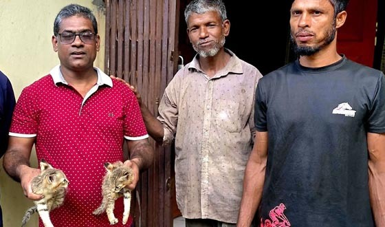 শ্রীমঙ্গলে হাঁস শিকার করতে এসে বনবিড়ালের দুই বাচ্চা আটক