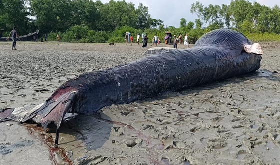 আন্দারমানিক নদীতে ভেসে এলো ৩০ ফুট লম্বা তিমি