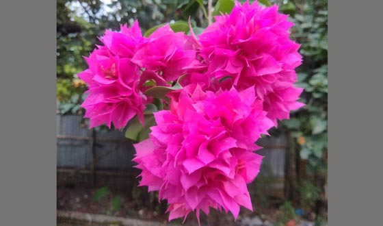 শ্রীমঙ্গলে নজরকাড়া বাগান বিলাসের সৌন্দর্য