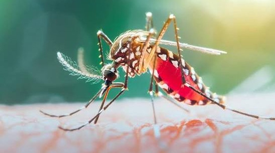 একদিনে ডেঙ্গুতে ৬ জনের মৃত্যু