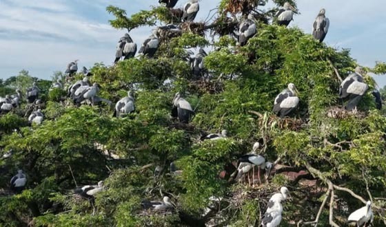 দুই দশক ধরে শামুকখোল পাখির নিরাপদ ঠিকানা কানাইপুকুর