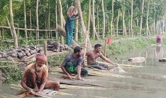 শেরপুরে পাটের অধিক ফলনে খুশি চাষিরা, ন্যায্যমূল্য নিশ্চিতের দাবি