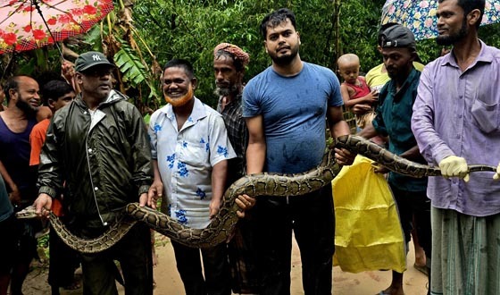 শ্রীমঙ্গলে বাড়ির আঙিনায় ১৪ ফুটের অজগর