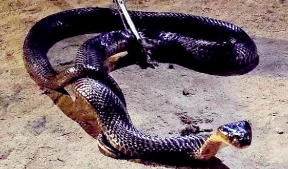 শ্রীমঙ্গলে বাসা থেকে বিষধর পদ্ম গোখরা সাপ উদ্ধার