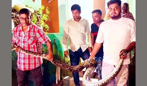 শ্রীমঙ্গলে খাটের নিচে ১৬ ফুটের অজগর, আতঙ্কে পরিবারের সদস্যরা