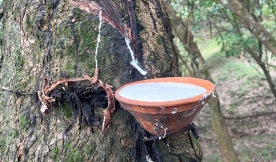 রাবারের কষে বদলে যেতে পারে পাহাড়ি জনপদের অর্থনীতি