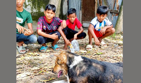 সৈয়দপুরে ময়লা-আবর্জনায় অসুস্থ কুকুর, পাশে শুধু চার শিশু