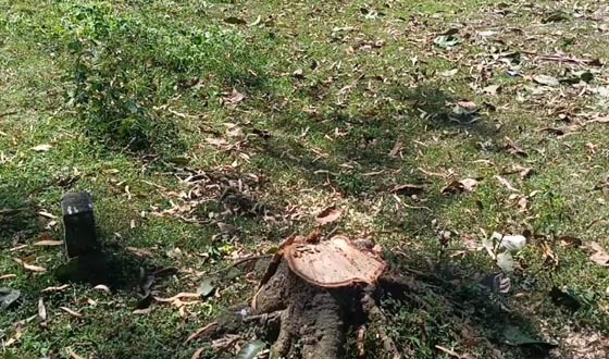 তানোরে আম গাছসহ বাঁশ কেটে নিয়ে যাওয়ার অভিযোগ