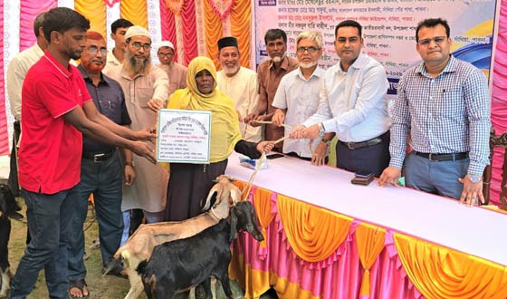 সাঁথিয়ায়  বিনামূল্যে মা ছাগল বিতরণ