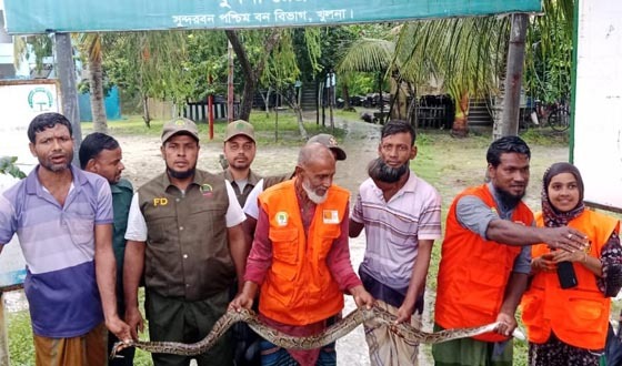 গাছে ঝুলছিল ১১ ফুট লম্বা অজগর সাপ উদ্ধারের পর বনেই অবমুক্ত