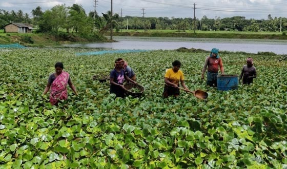 কলারোয়ায় পতিত জমিতে পানিফলের বাম্পার ফলন, খুশি চাষিরা