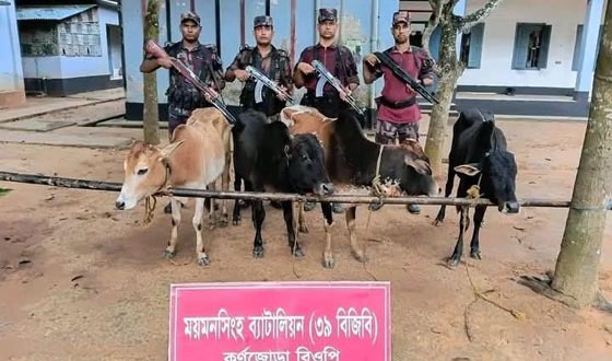 শ্রীবরদী সীমান্তে চারটি ভারতীয় গরু জব্দ
