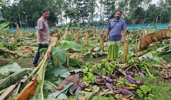 শ্রীবরদীতে কলাগাছ কেটে ফেলার অভিযোগে গ্রেফতার ২