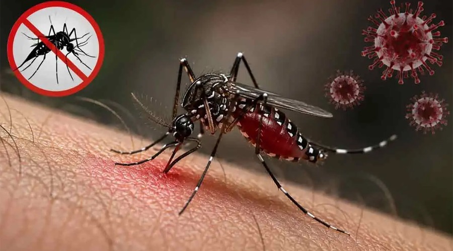 ২৪ ঘন্টায় ডেঙ্গুতে ৩ জনের মৃত্যু, হাসপাতালে ১৪৩২