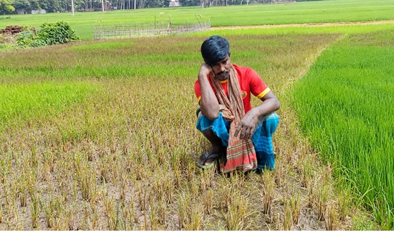 কুড়িগ্রামে আগাছা নাশক প্রয়োগ করে ৫০ শতক জমির ধানক্ষেত বিনষ্ট