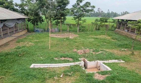 মুরগি খামারের বর্জ্য থেকে পাওয়া গ্যাসে কমছে জ্বালানি ব্যয়