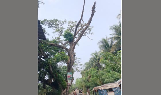 আশাশুনির ফকরাবাদে রাস্তার পাশে বৃহৎ গাছ শুকিয়ে বিপদজনক